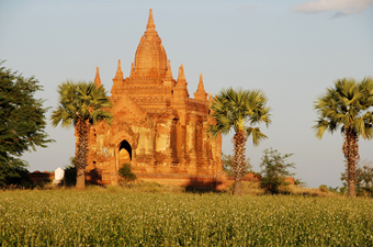 IP MYANMAR Bagan in field