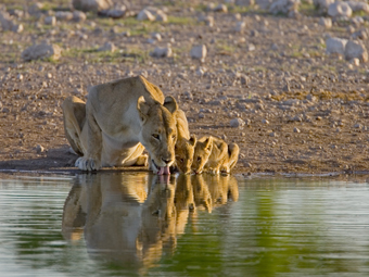 Lioness and Cubs drinking Kruger National Park