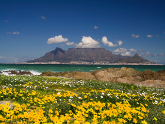 Table Mountain and flowers copy 2