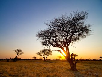 Zimbabwe Landscape & Acacias